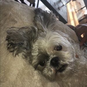 Meet your Posher, Desirae